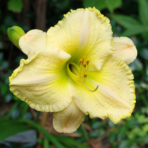 Hemerocallis Pearls Before Swine